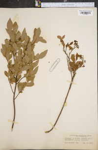 Vaccinium vacillans image