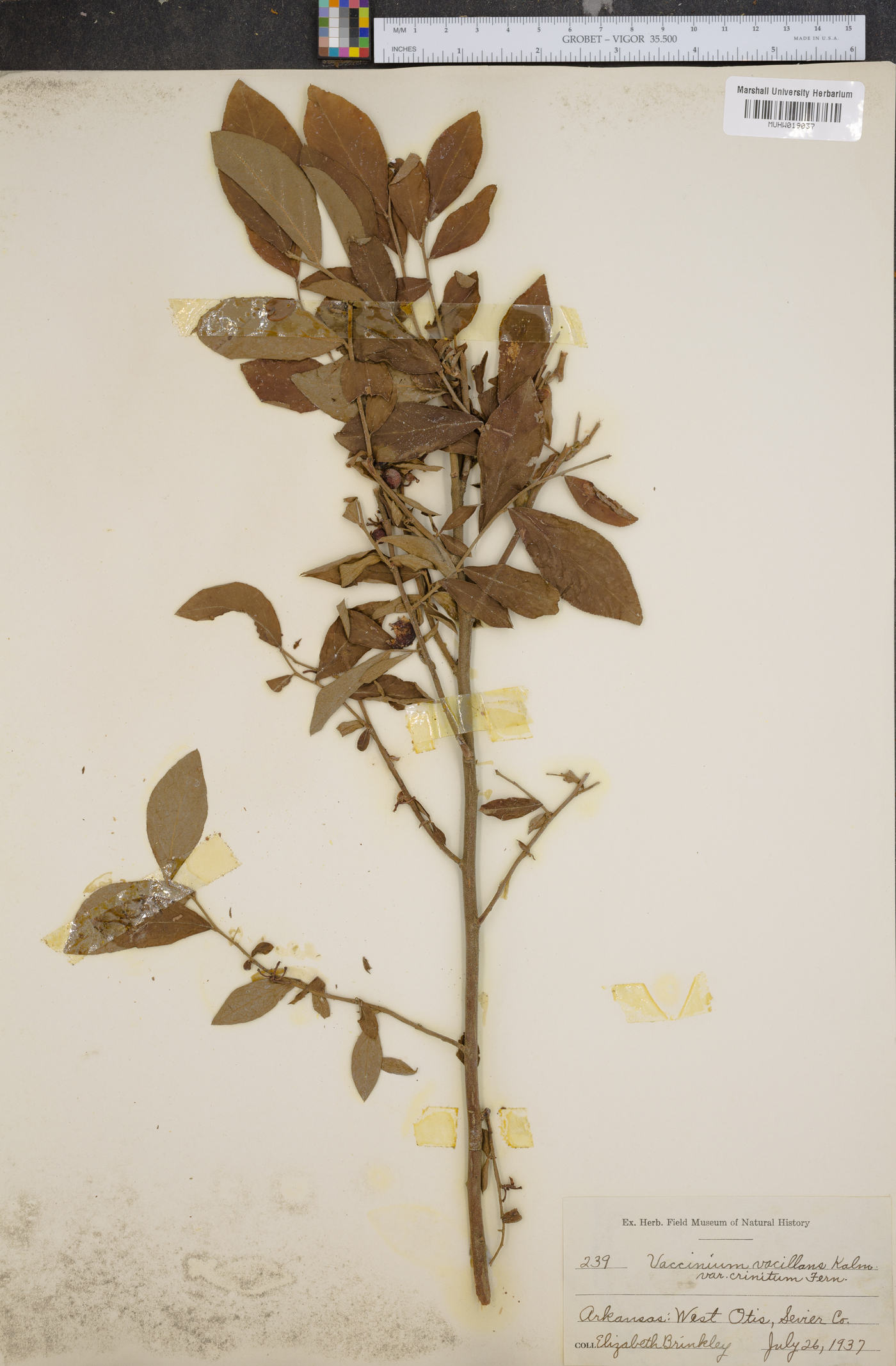 Vaccinium vacillans var. crinitum image