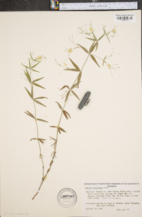 Galium arkansanum image