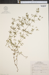 Galium obtusum image