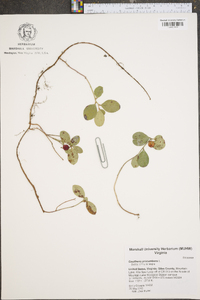 Gaultheria procumbens image