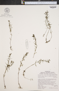 Houstonia longifolia image