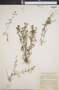 Houstonia longifolia image