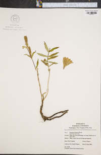 Gentiana linearis image