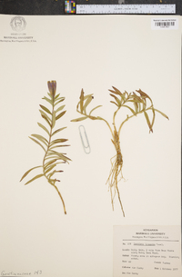 Gentiana linearis image