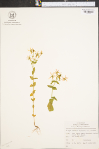 Sabatia angularis image