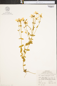 Sabatia angularis image