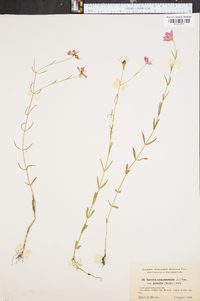 Sabatia campanulata var. gracilis image