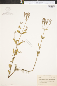 Cynoctonum mitreola image