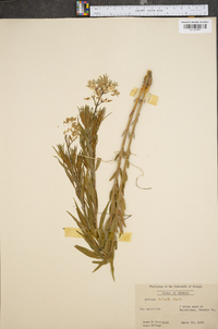 Amsonia ciliata image