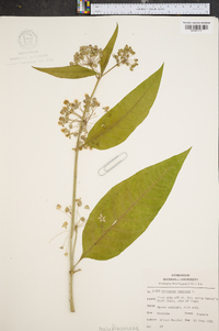 Asclepias exaltata image