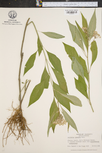 Asclepias perennis image