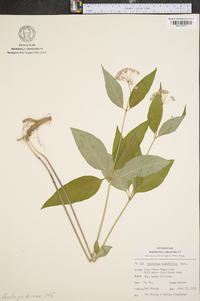 Asclepias quadrifolia image