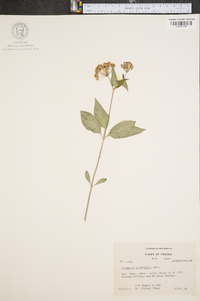 Asclepias quadrifolia image