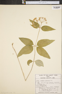 Asclepias quadrifolia image