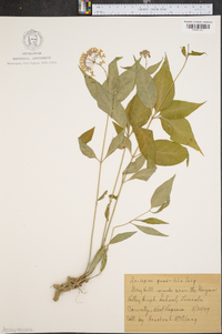 Asclepias quadrifolia image