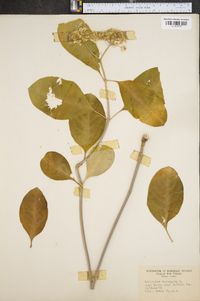 Asclepias variegata image