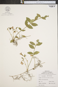 Vinca minor image