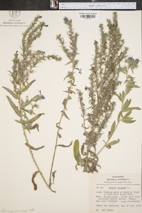 Echium vulgare image