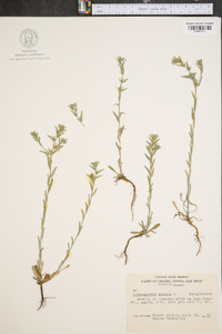 Buglossoides arvensis image