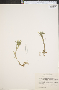 Buglossoides arvensis image