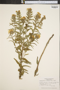 Lithospermum caroliniense image