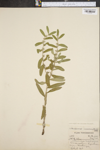 Lithospermum croceum image