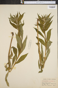 Lithospermum officinale image