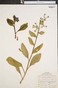 Mertensia virginica image