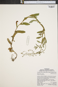 Myosotis laxa image