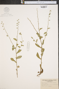 Myosotis macrosperma image