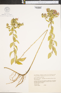 Hydrolea ovata image