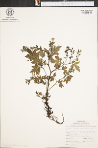 Phacelia bipinnatifida image