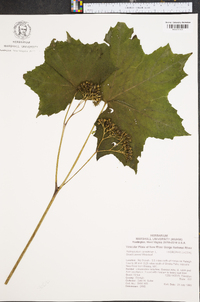 Hydrophyllum canadense image