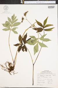 Hydrophyllum virginianum image