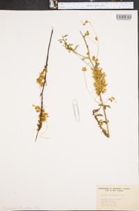 Cuscuta indecora image