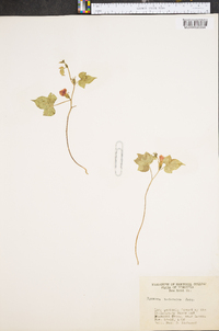 Ipomoea hederacea image