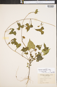 Ipomoea hederacea image