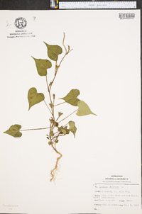 Ipomoea lacunosa image