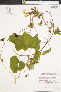 Ipomoea pandurata image