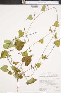 Ipomoea purpurea image