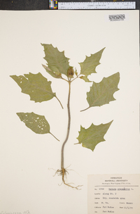 Datura stramonium image