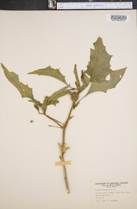 Datura stramonium image