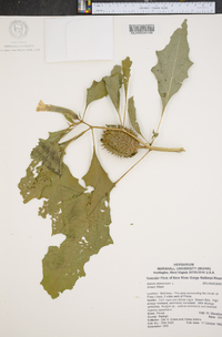 Datura stramonium image