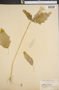 Datura stramonium image