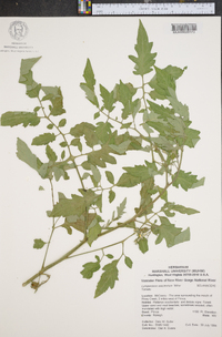 Solanum lycopersicum image