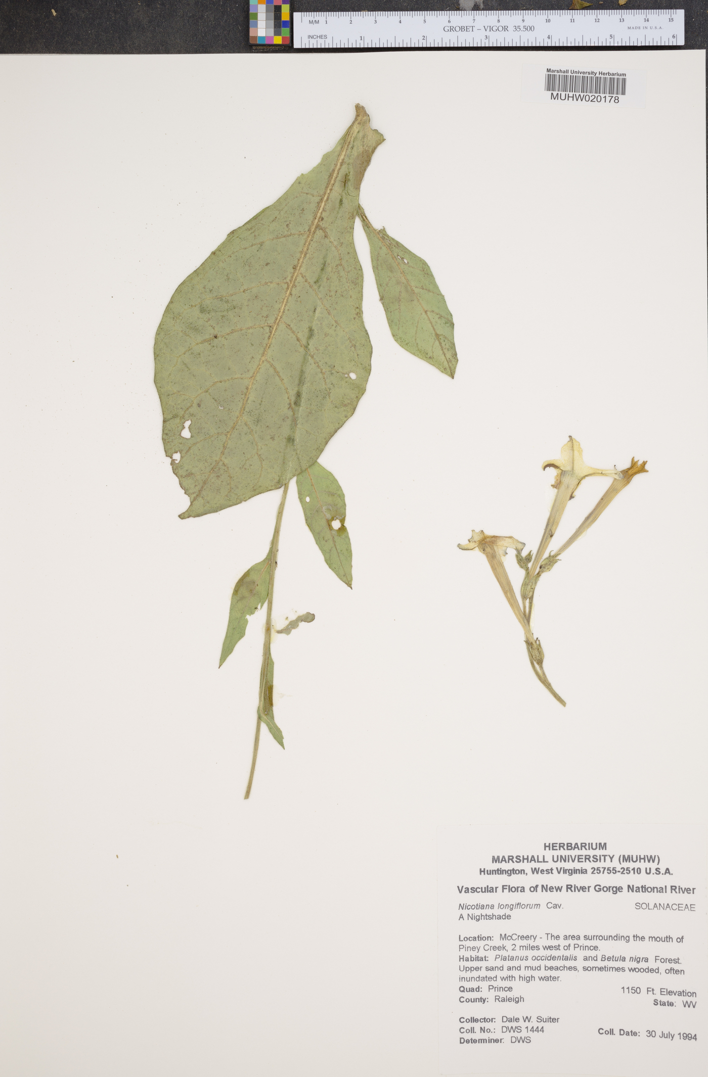 Nicotiana longiflora image