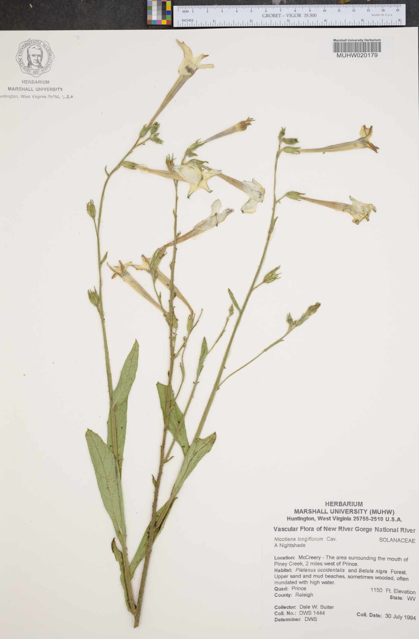 Nicotiana longiflora image