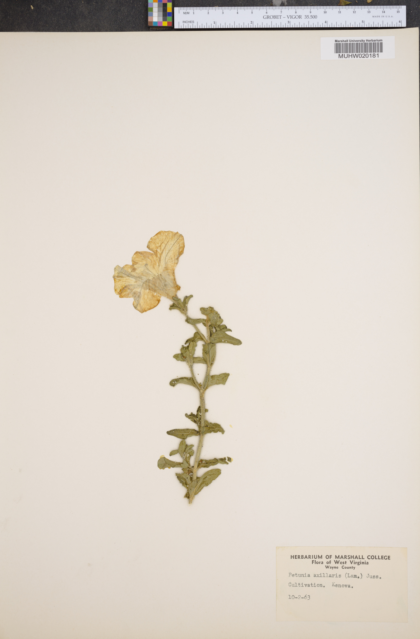 Petunia axillaris image
