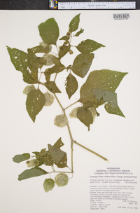 Physalis longifolia image